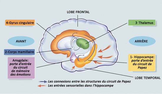 hippocampe_et_amygdale__les_circuits_de_memorisation